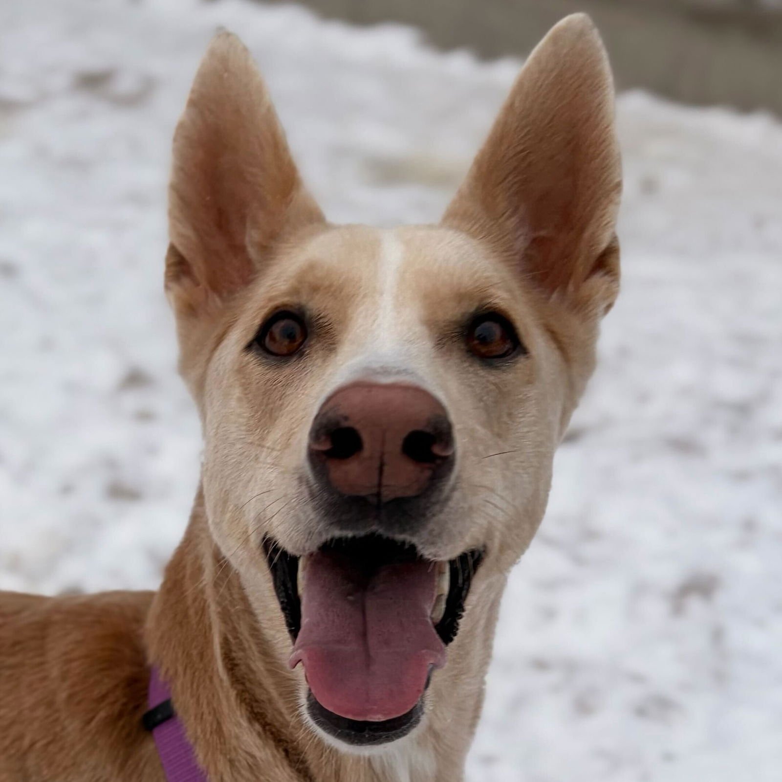 SLEEPY - Husky available for adoption