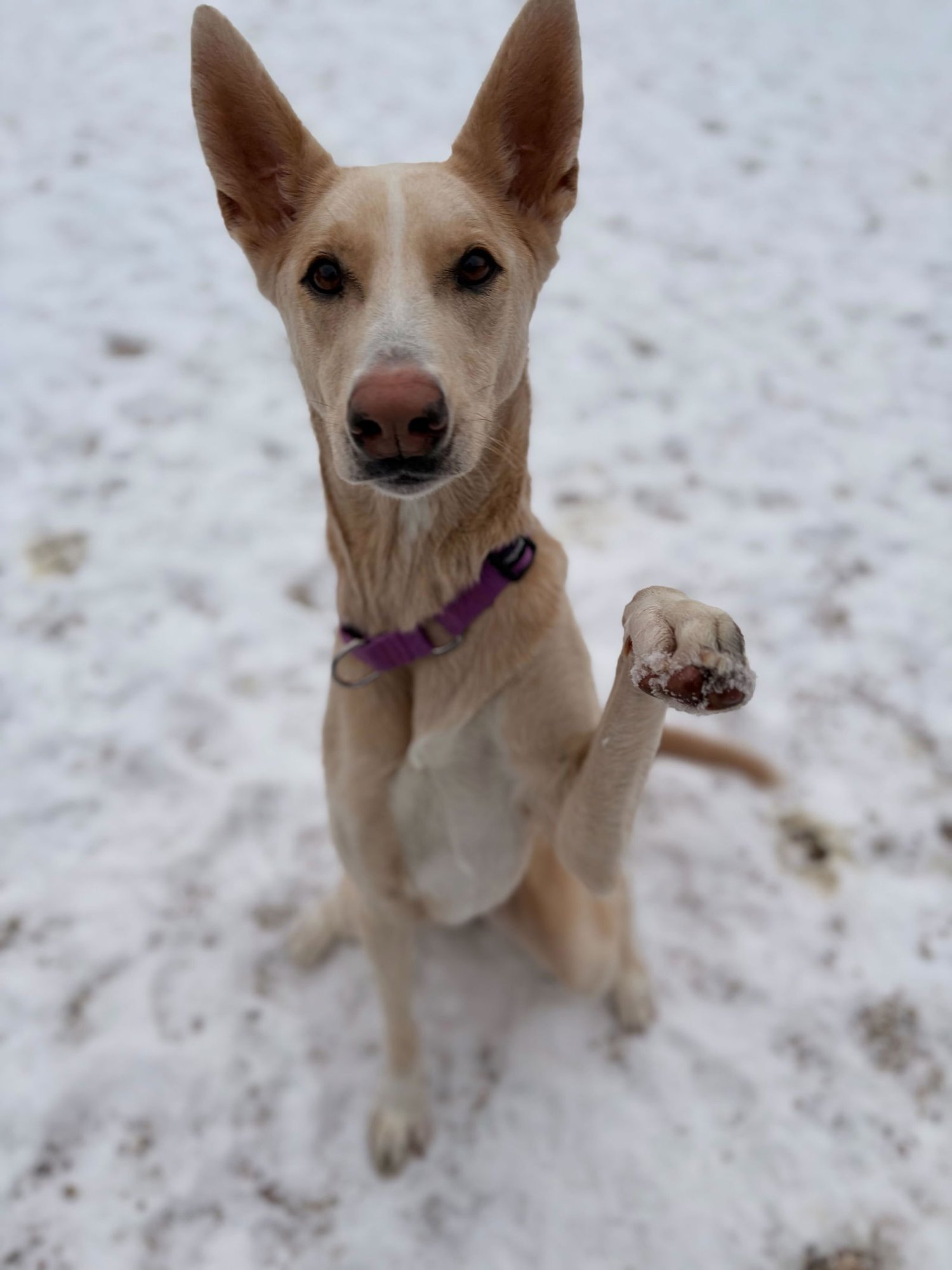 SLEEPY - Husky available for adoption