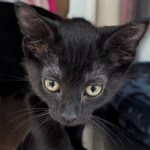 STORM - REDUCED FEE! - Domestic Short Hair available for adoption