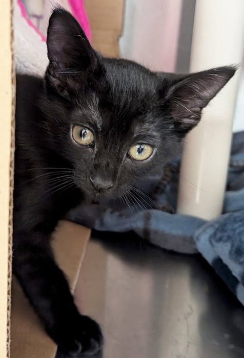 STORM - REDUCED FEE! - Domestic Short Hair available for adoption