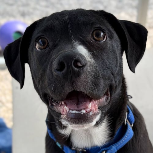 SAMUEL - Labrador Retriever available for adoption