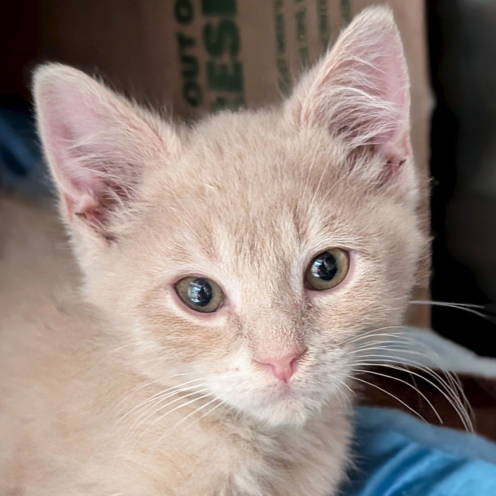 BALI - REDUCED FEE! - Domestic Medium Hair available for adoption