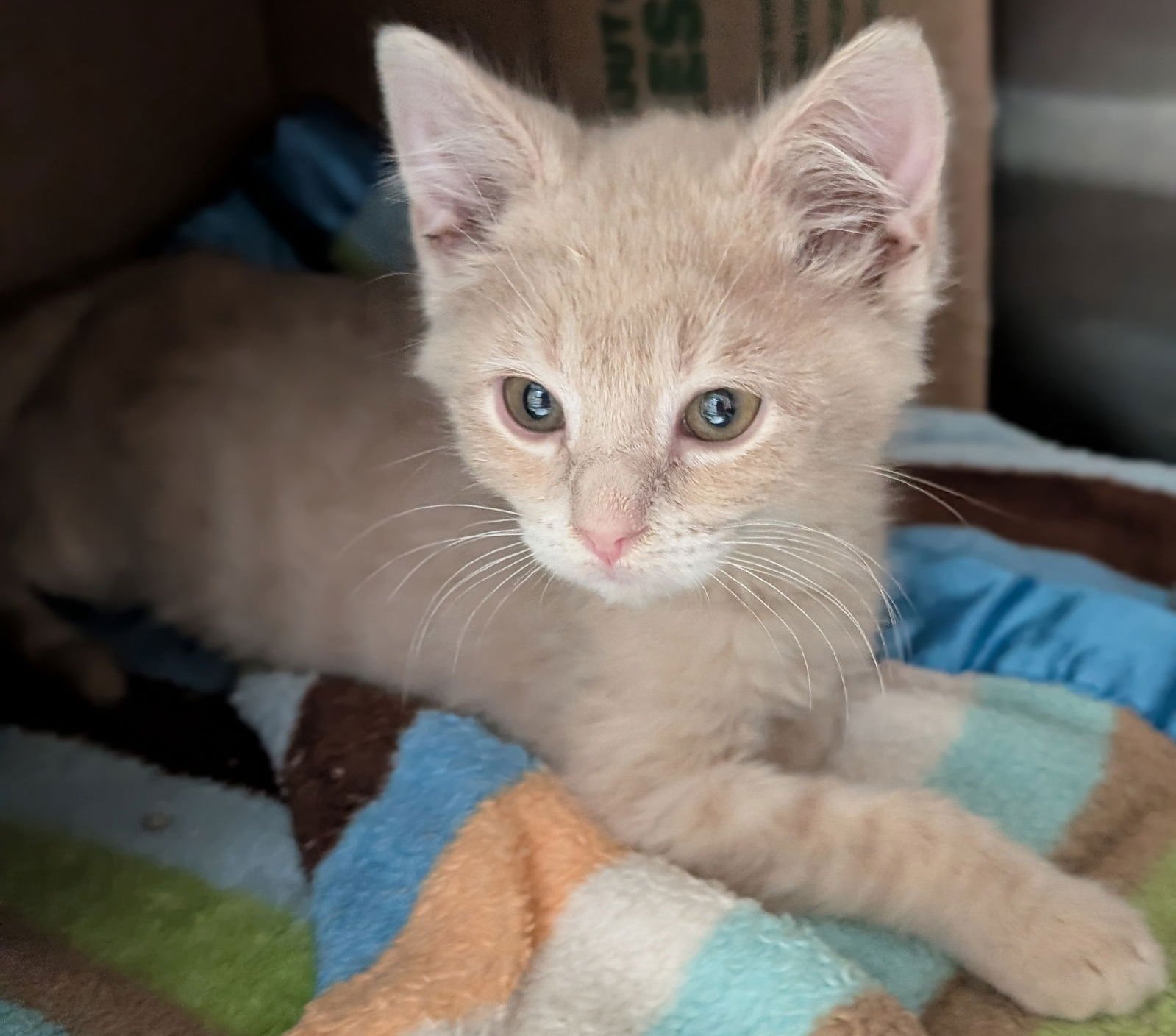 BALI - REDUCED FEE! - Domestic Medium Hair available for adoption