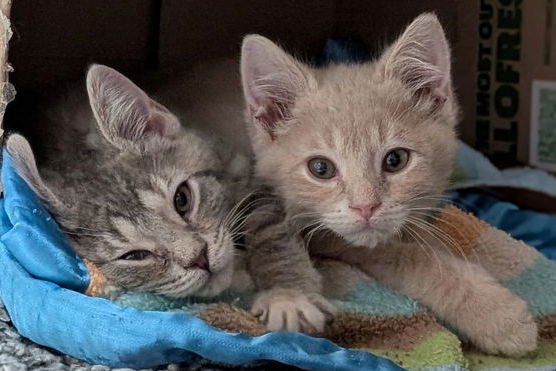 Bali - Reduced Fee! - Photo 3