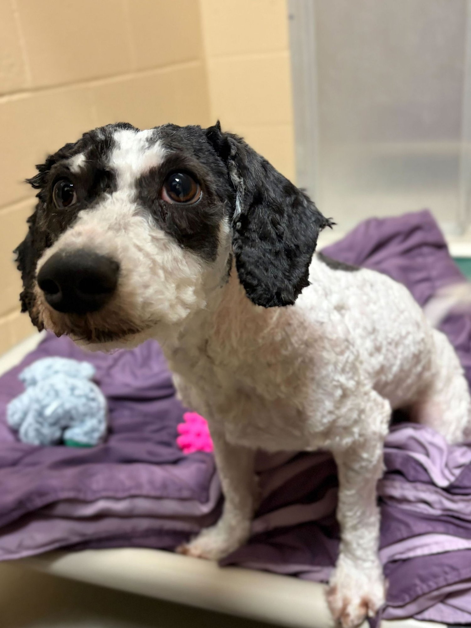 OREO - Poodle (Miniature) available for adoption