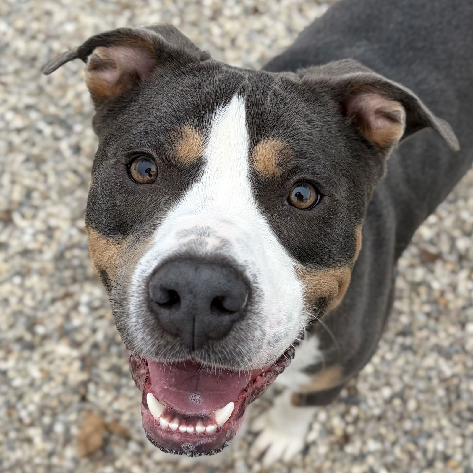 MONSTER COOKIE - Terrier available for adoption