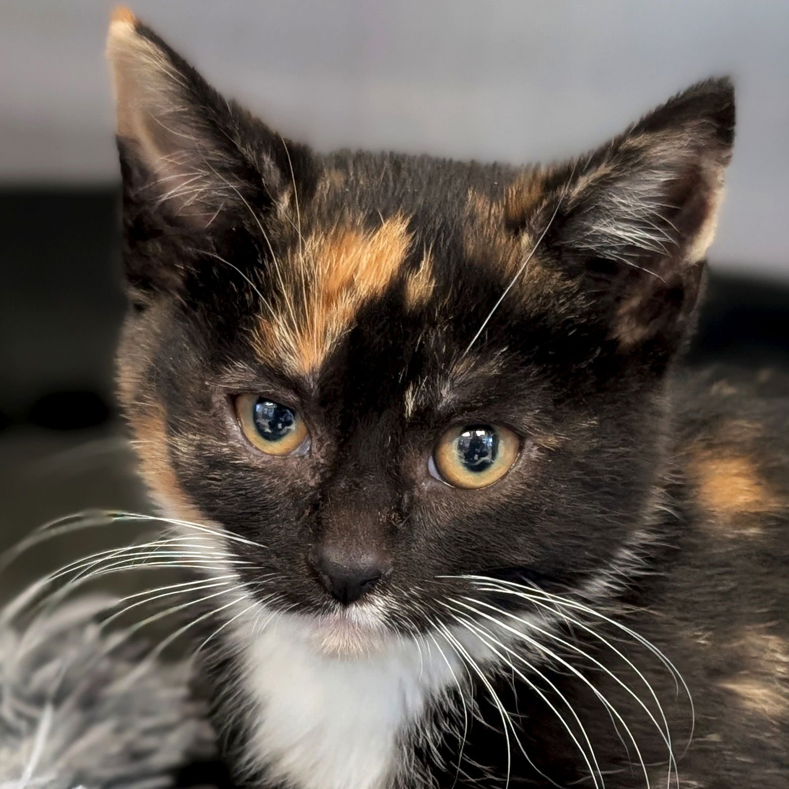 JOVIE - Domestic Short Hair available for adoption