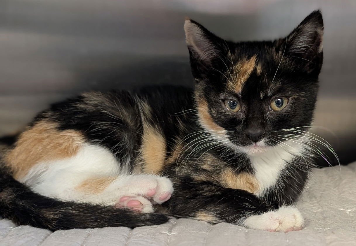 JOVIE - Domestic Short Hair available for adoption