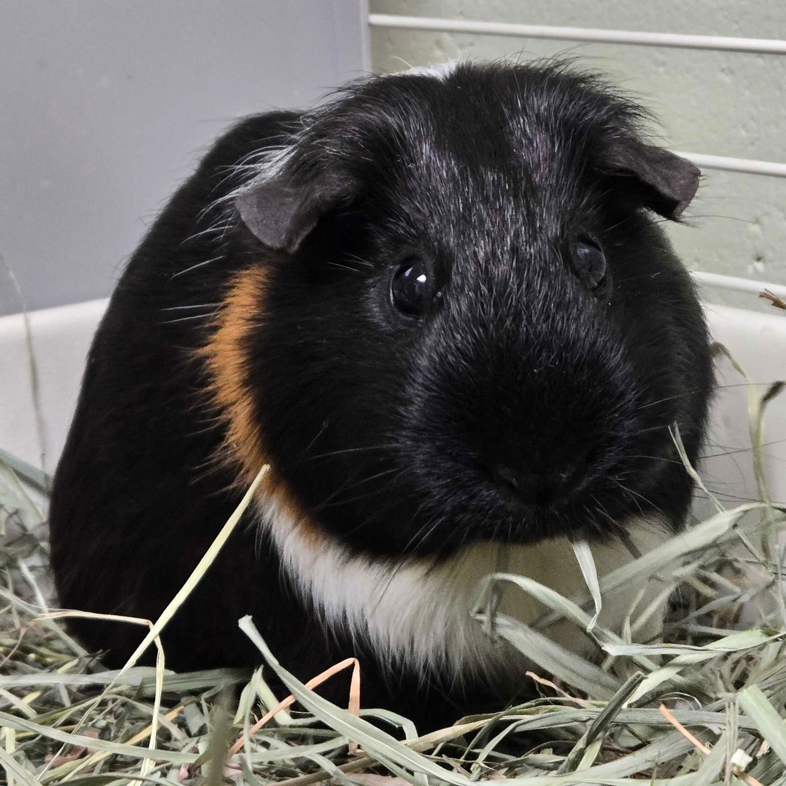 SYDNEY - Guinea Pig available for adoption