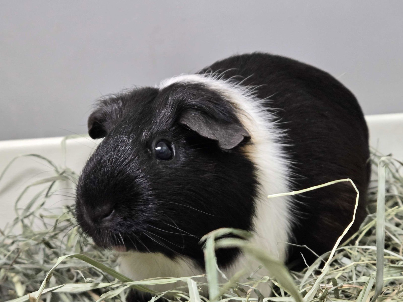 SYDNEY - Guinea Pig available for adoption