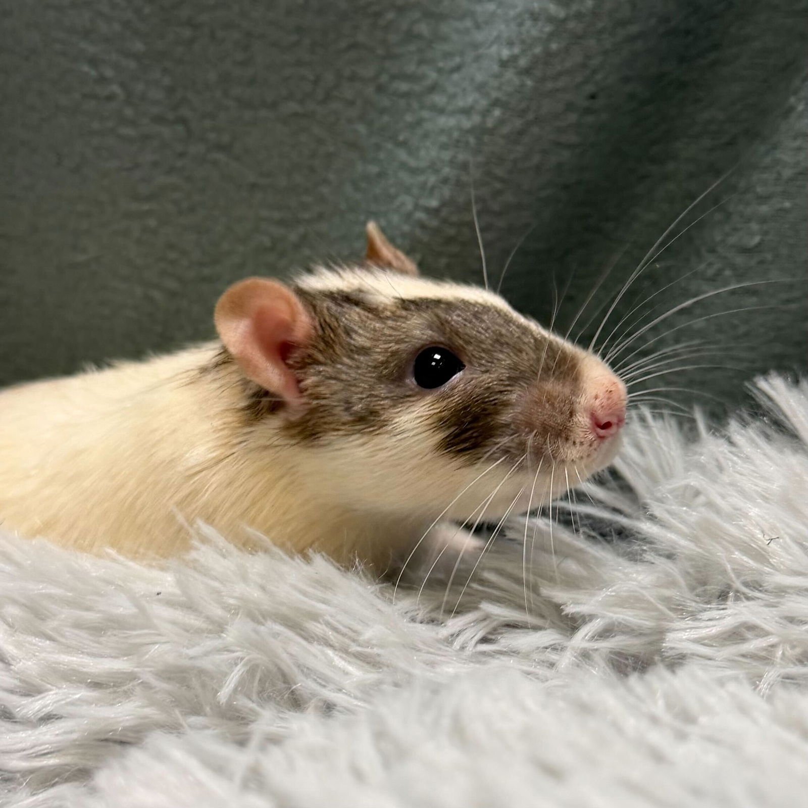 GATSBY - NAME YOUR OWN FEE! - Rat available for adoption