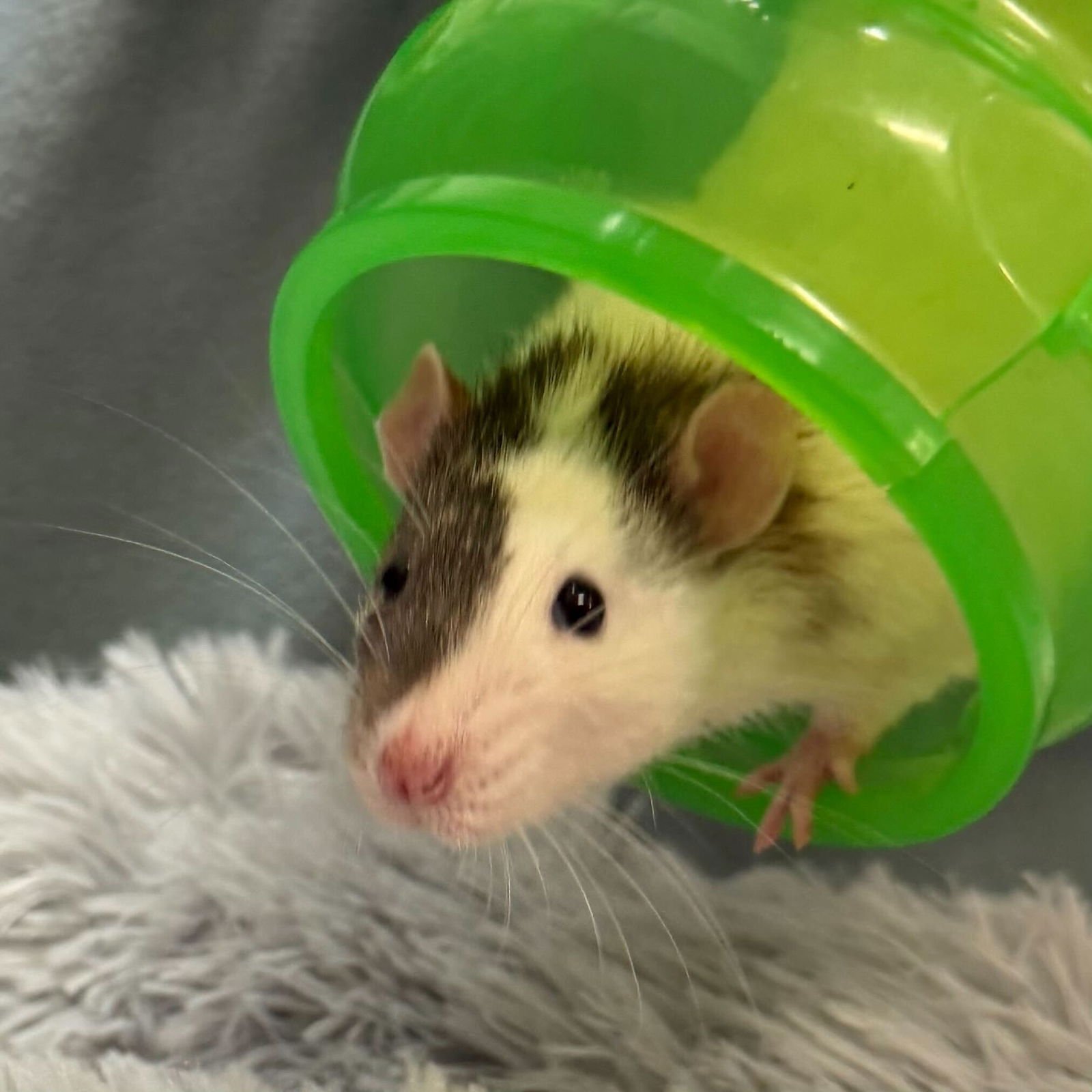 GATSBY - NAME YOUR OWN FEE! - Rat available for adoption