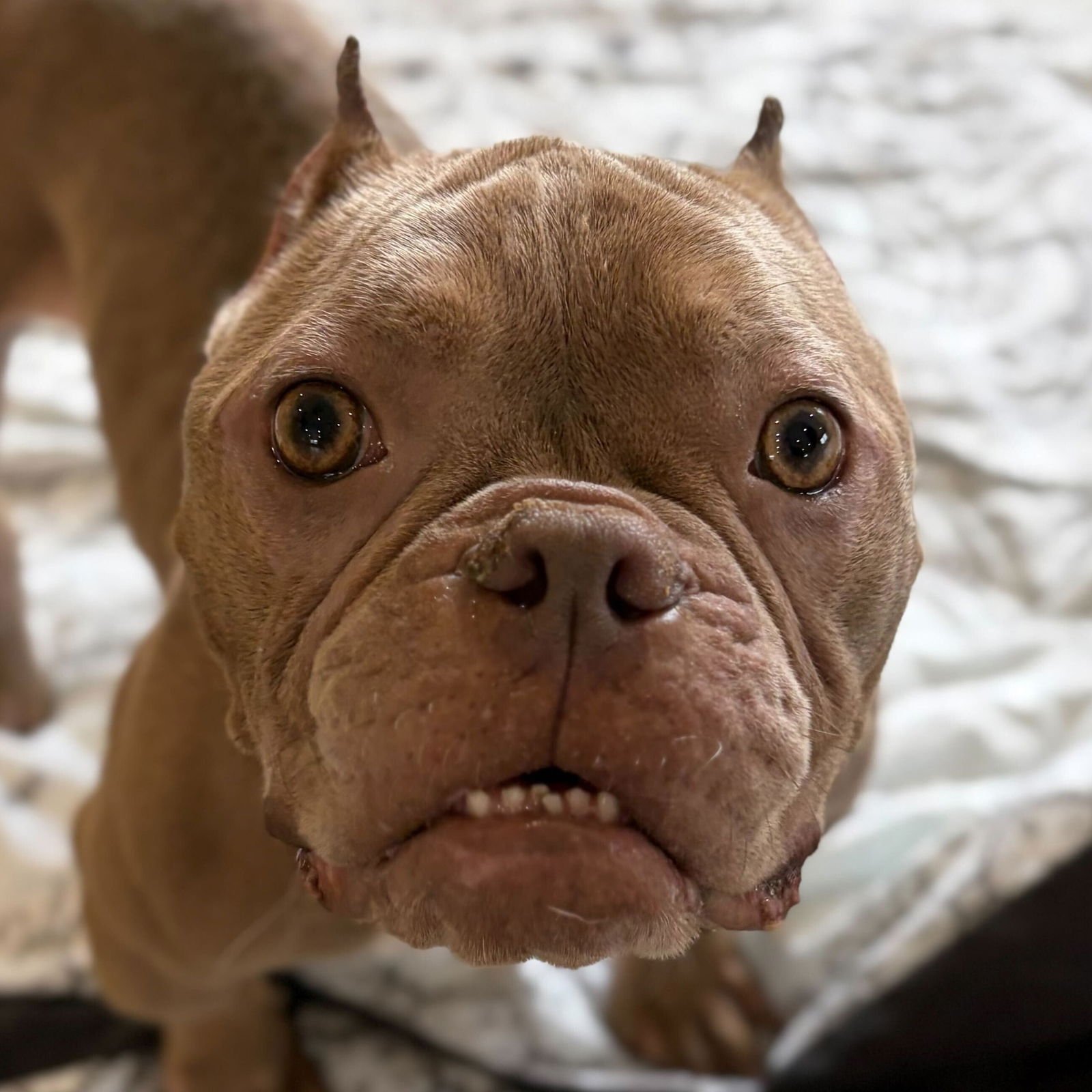 EVIE - Bulldog available for adoption