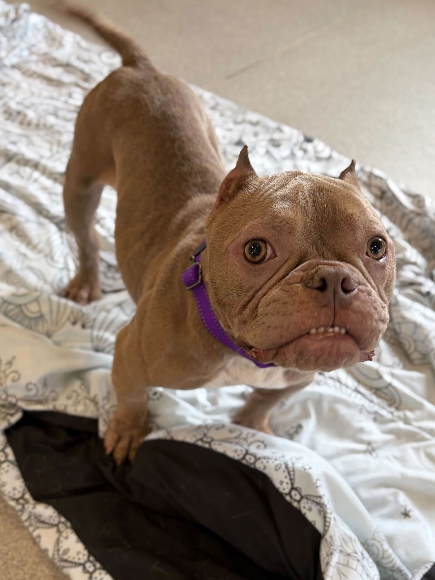 EVIE - Bulldog available for adoption