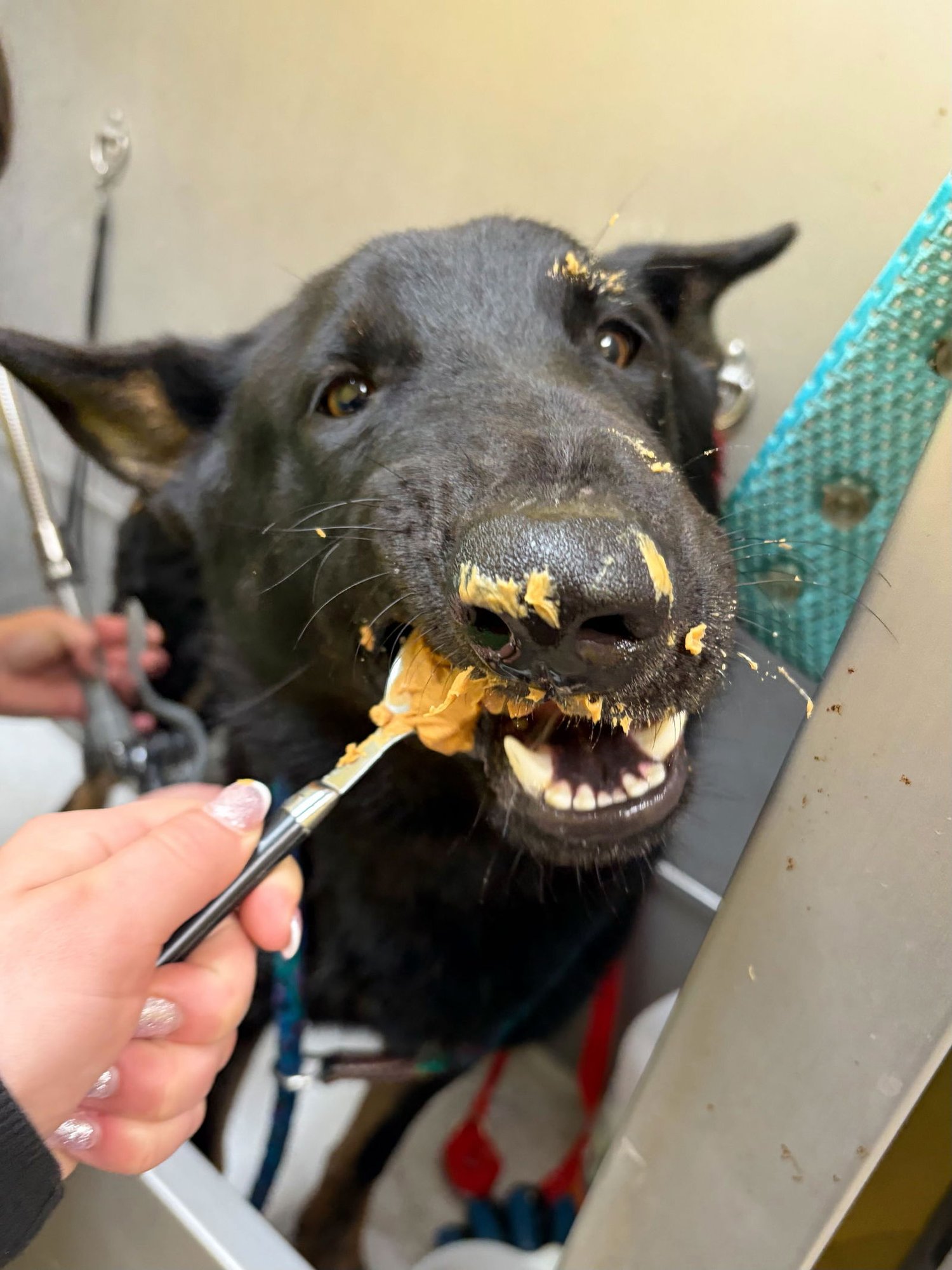 ROSCOE - German Shepherd Dog available for adoption