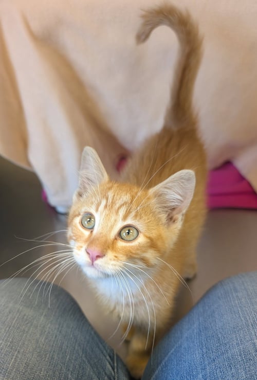 MICRO - REDUCED FEE! - Domestic Short Hair available for adoption