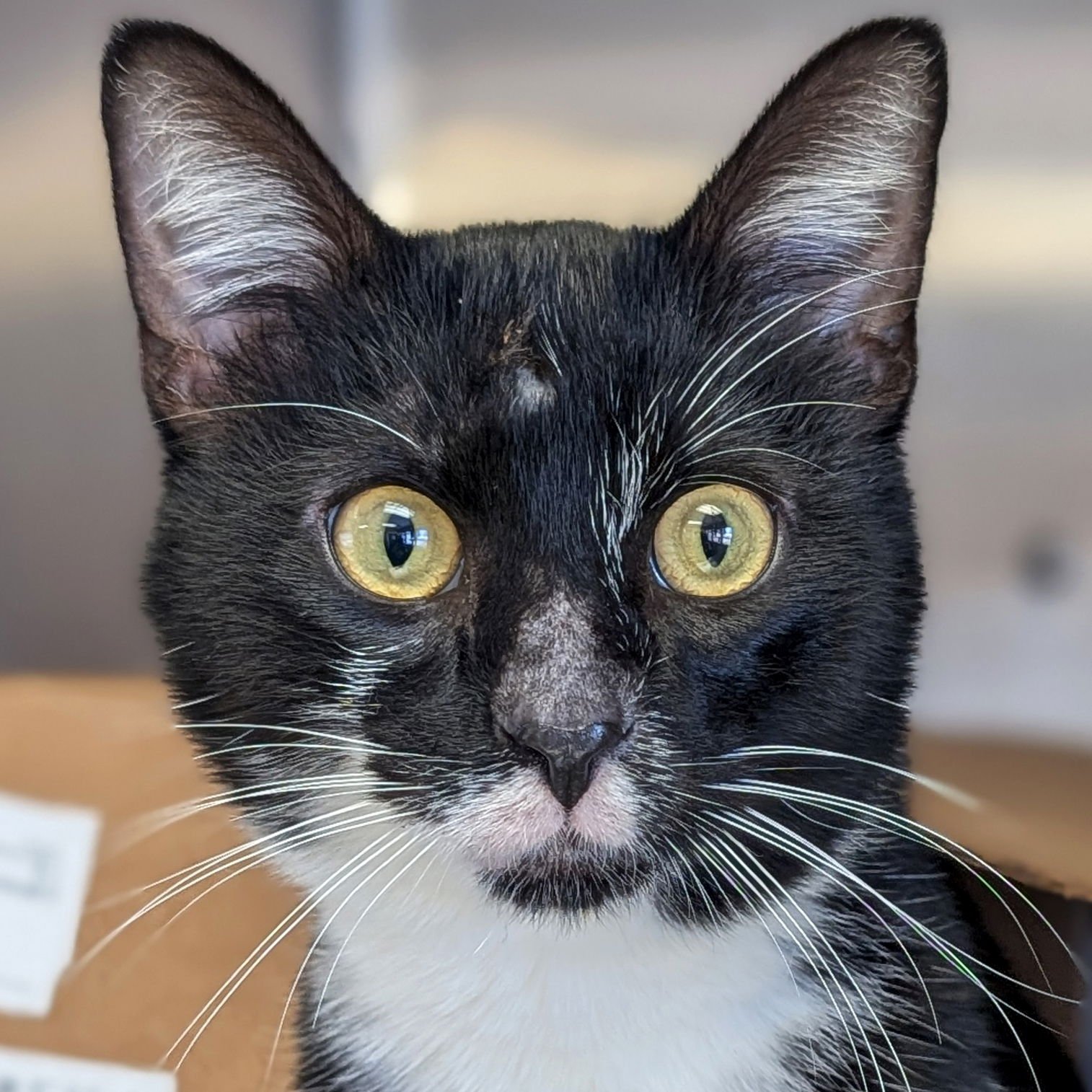 HAWTHORNE - Domestic Short Hair available for adoption