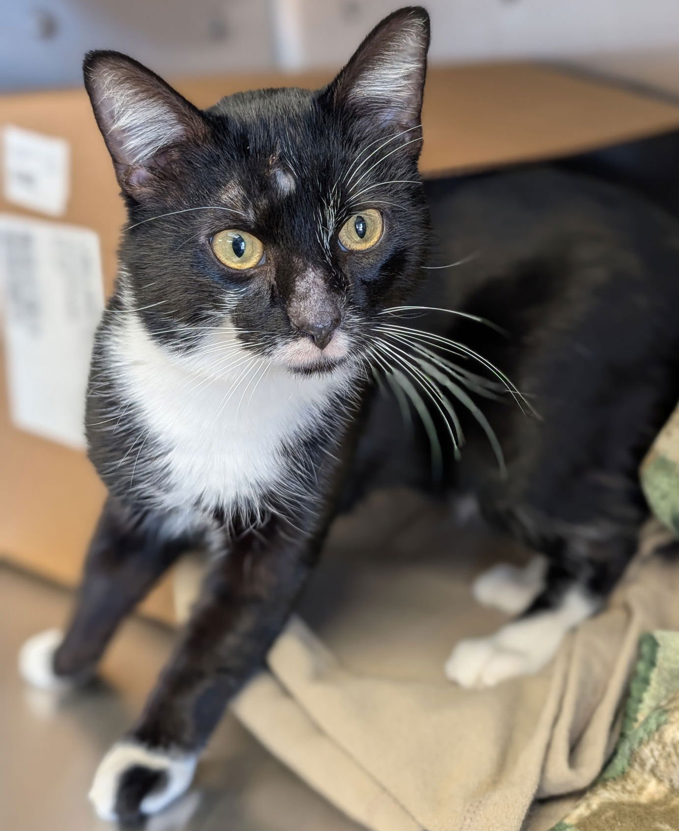 HAWTHORNE - Domestic Short Hair available for adoption