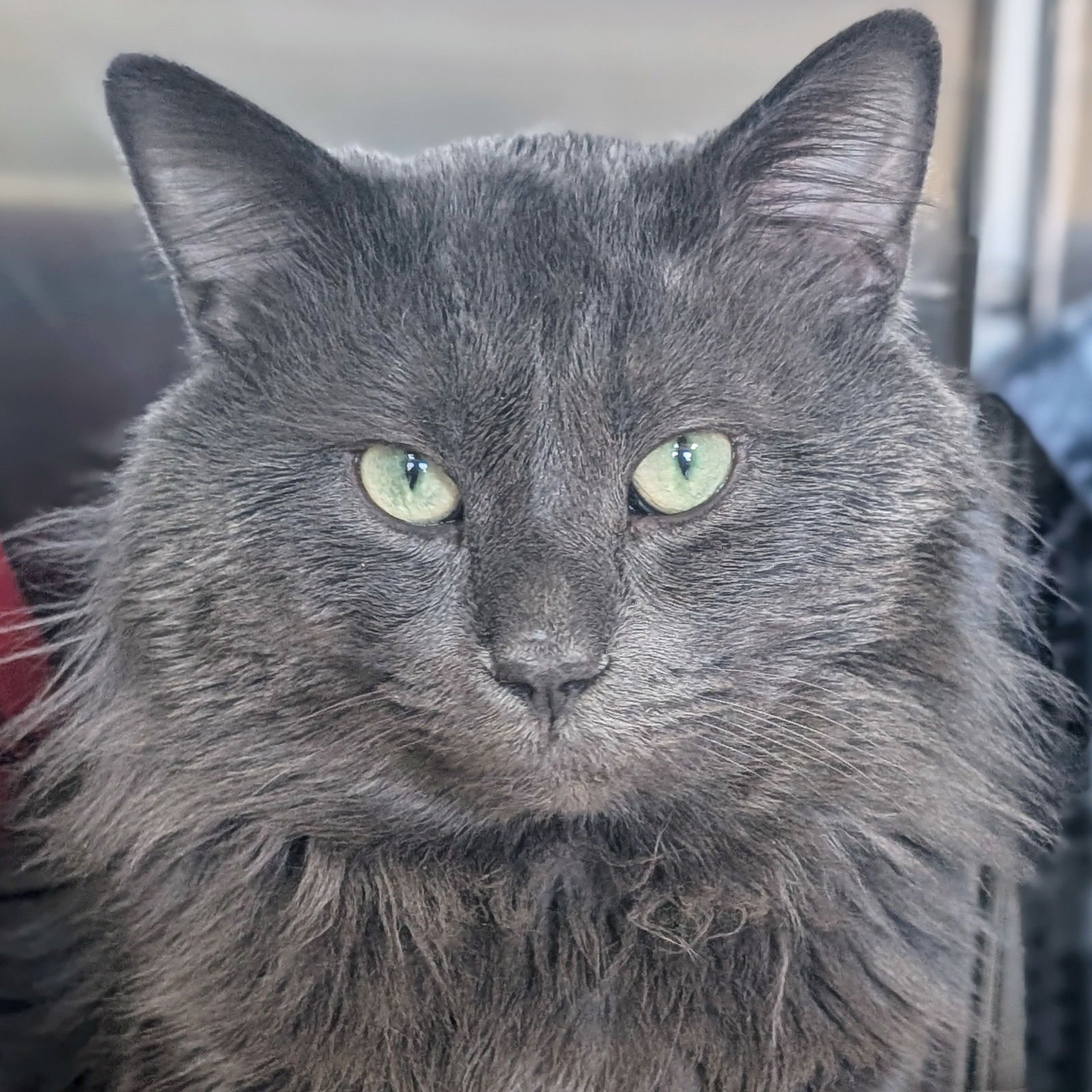 YODA - Domestic Long Hair available for adoption