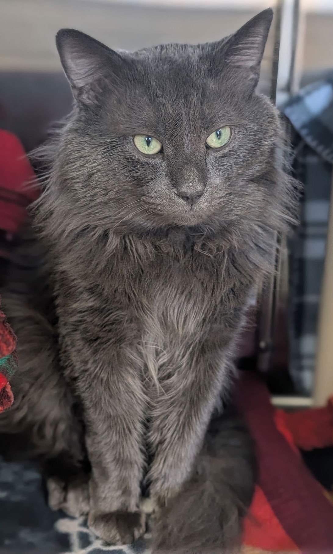 YODA - Domestic Long Hair available for adoption