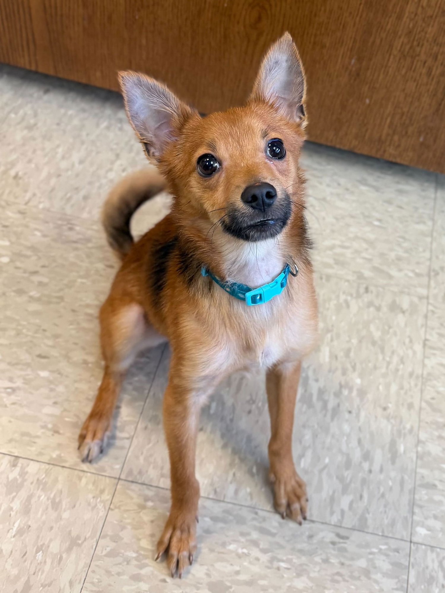 FRITZ - Chihuahua available for adoption