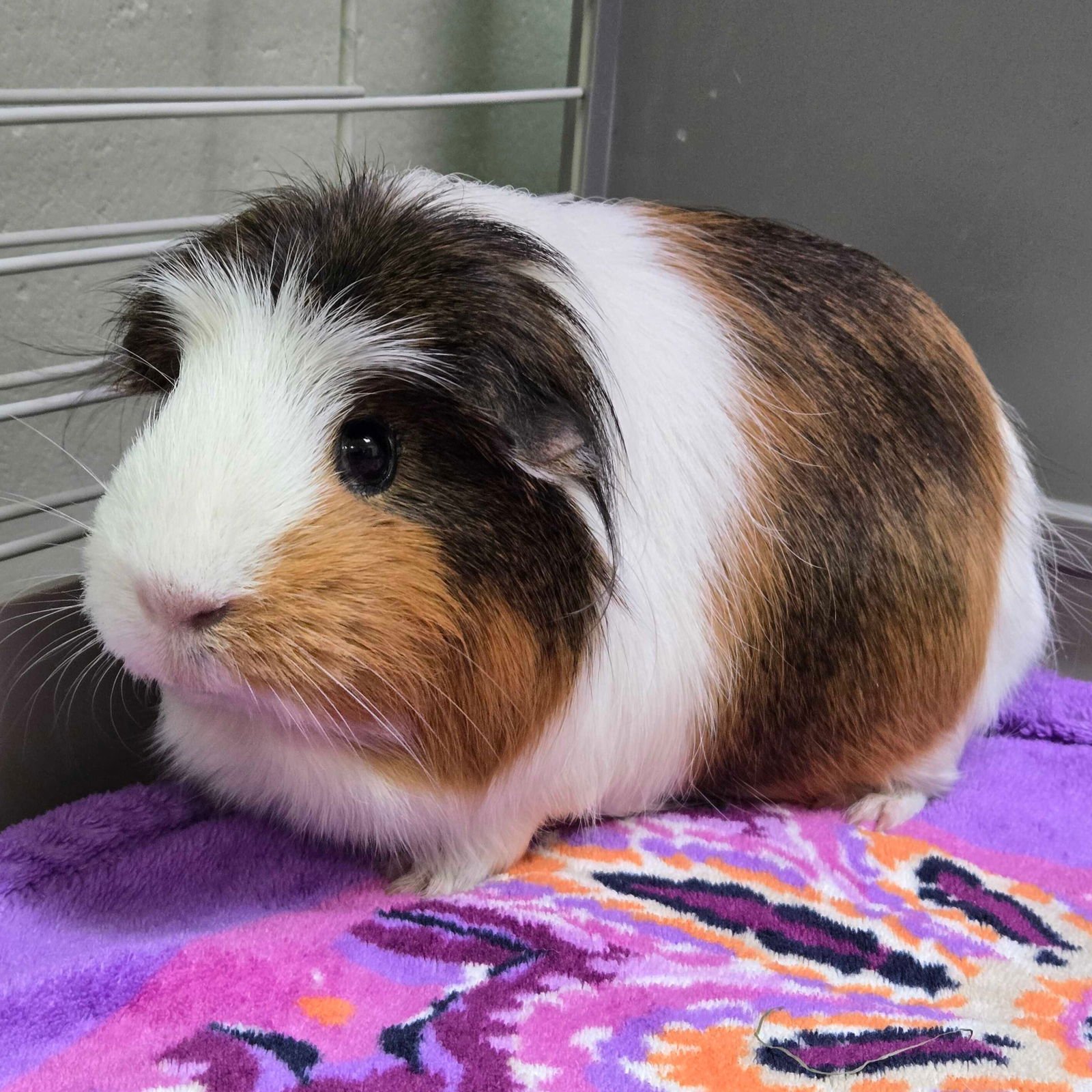 MARCY - Guinea Pig available for adoption