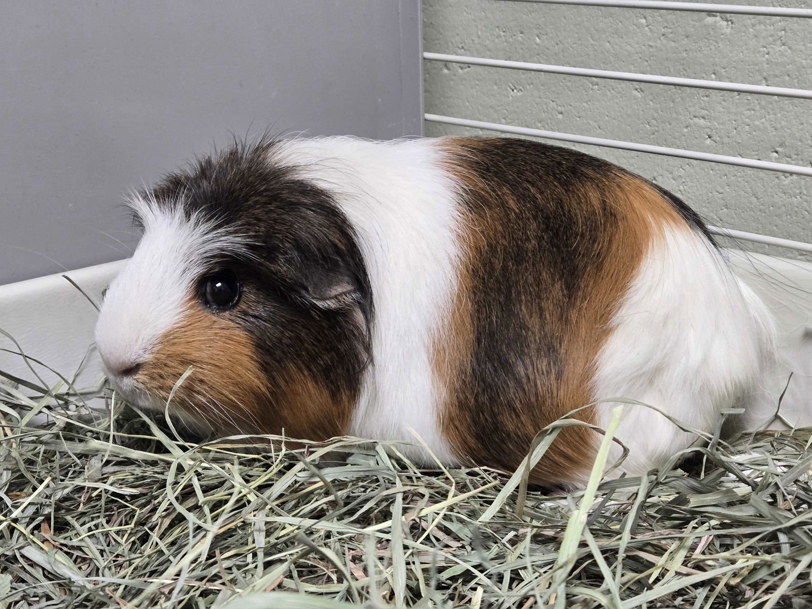 MARCY - Guinea Pig available for adoption