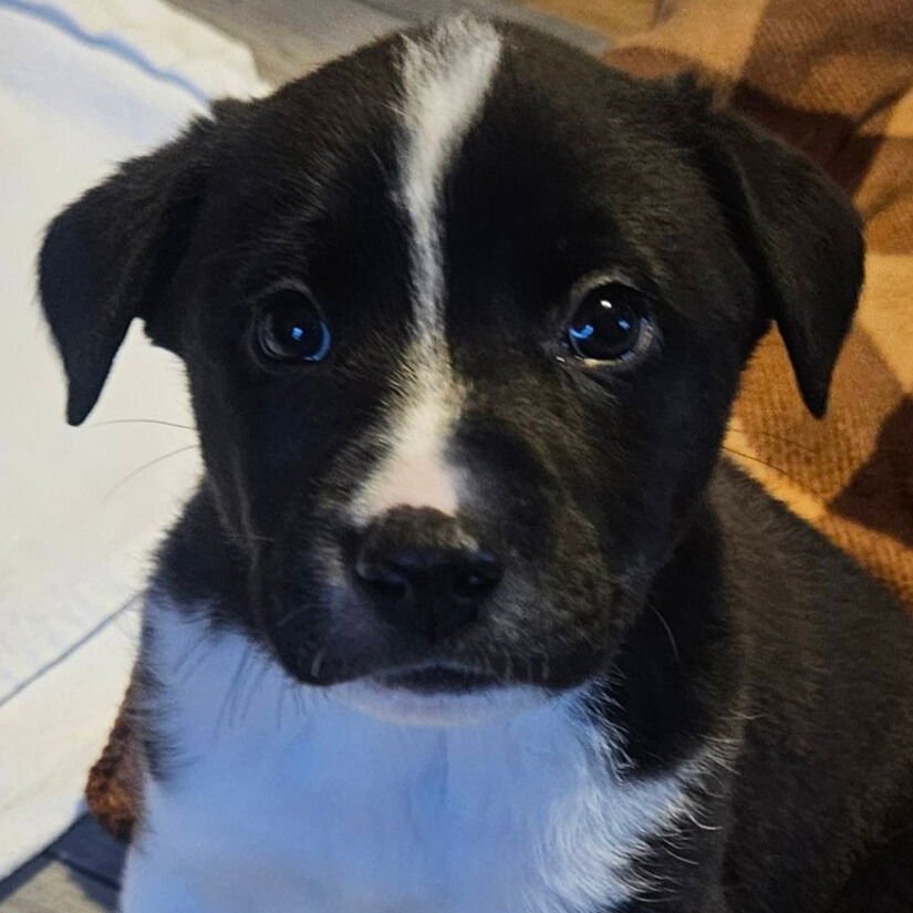 EQUATOR - Terrier available for adoption