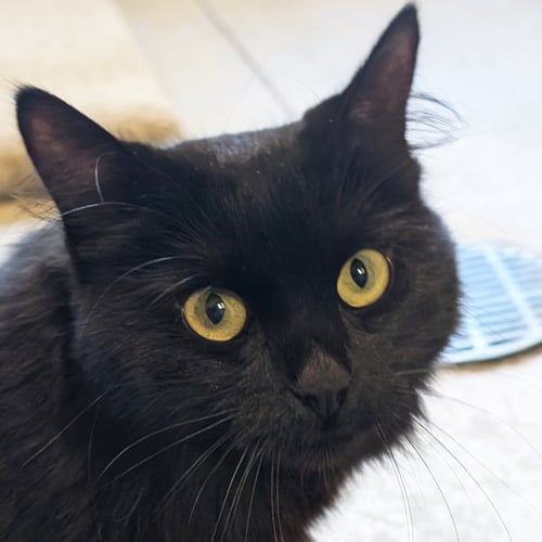 JEANIE - Domestic Medium Hair available for adoption