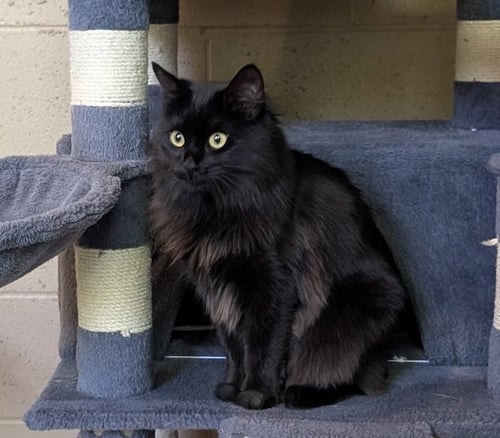 JEANIE - Domestic Medium Hair available for adoption