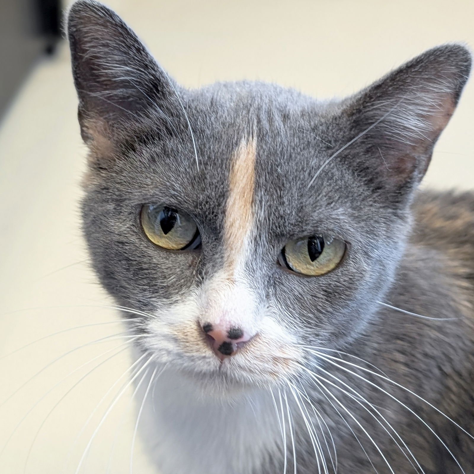 JOY - Domestic Short Hair available for adoption