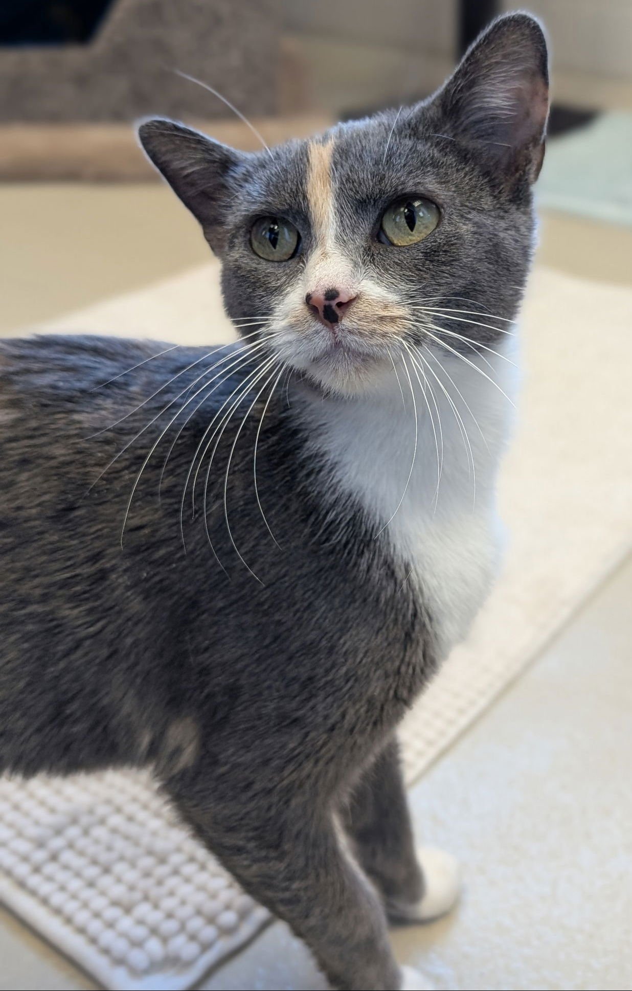 JOY - Domestic Short Hair available for adoption