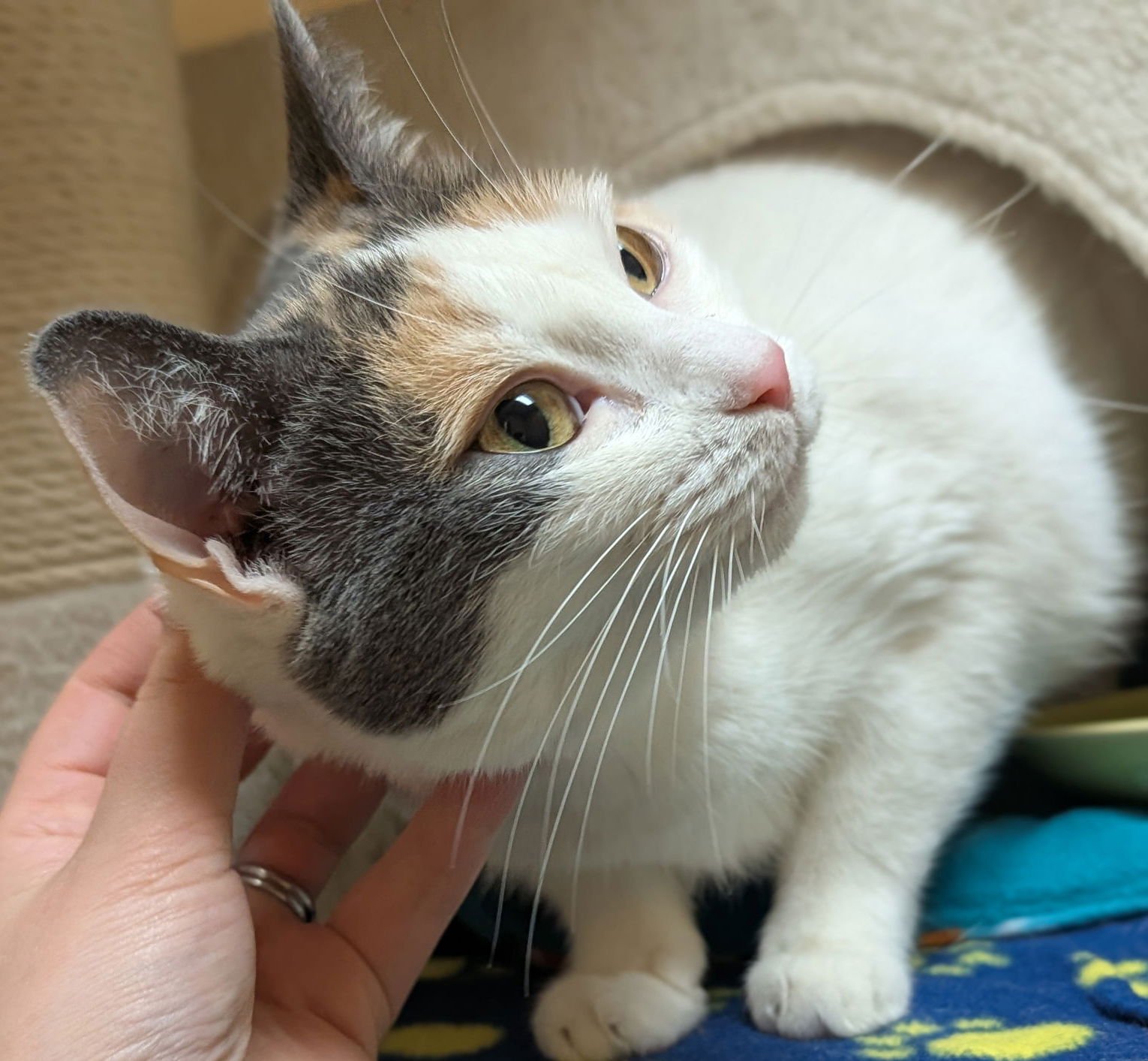 ABBY - Domestic Short Hair available for adoption