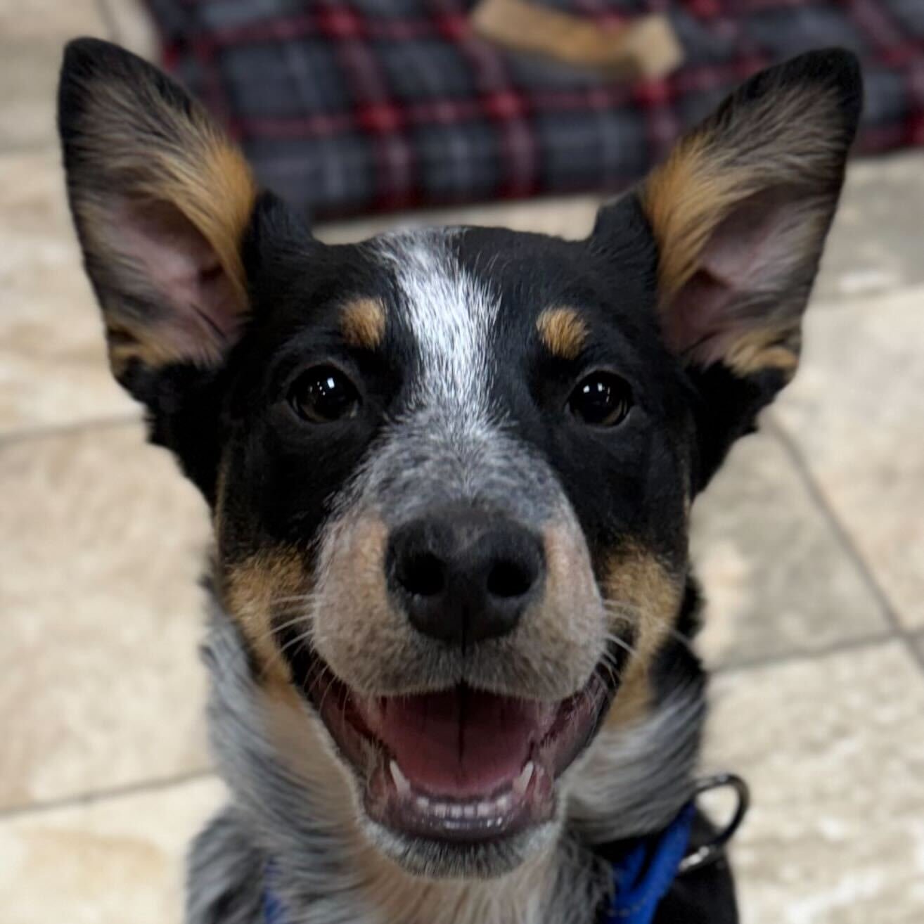 MARTY - Cattle Dog available for adoption