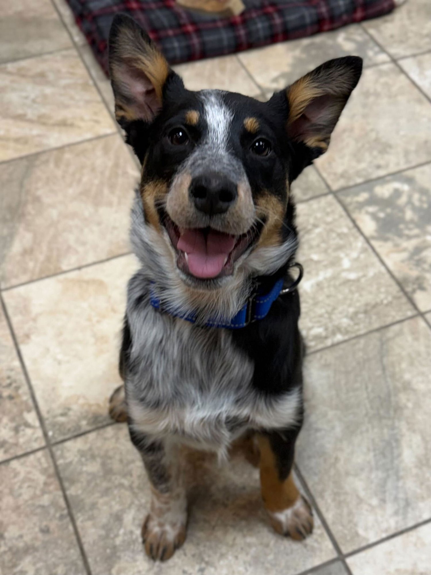 MARTY - Cattle Dog available for adoption