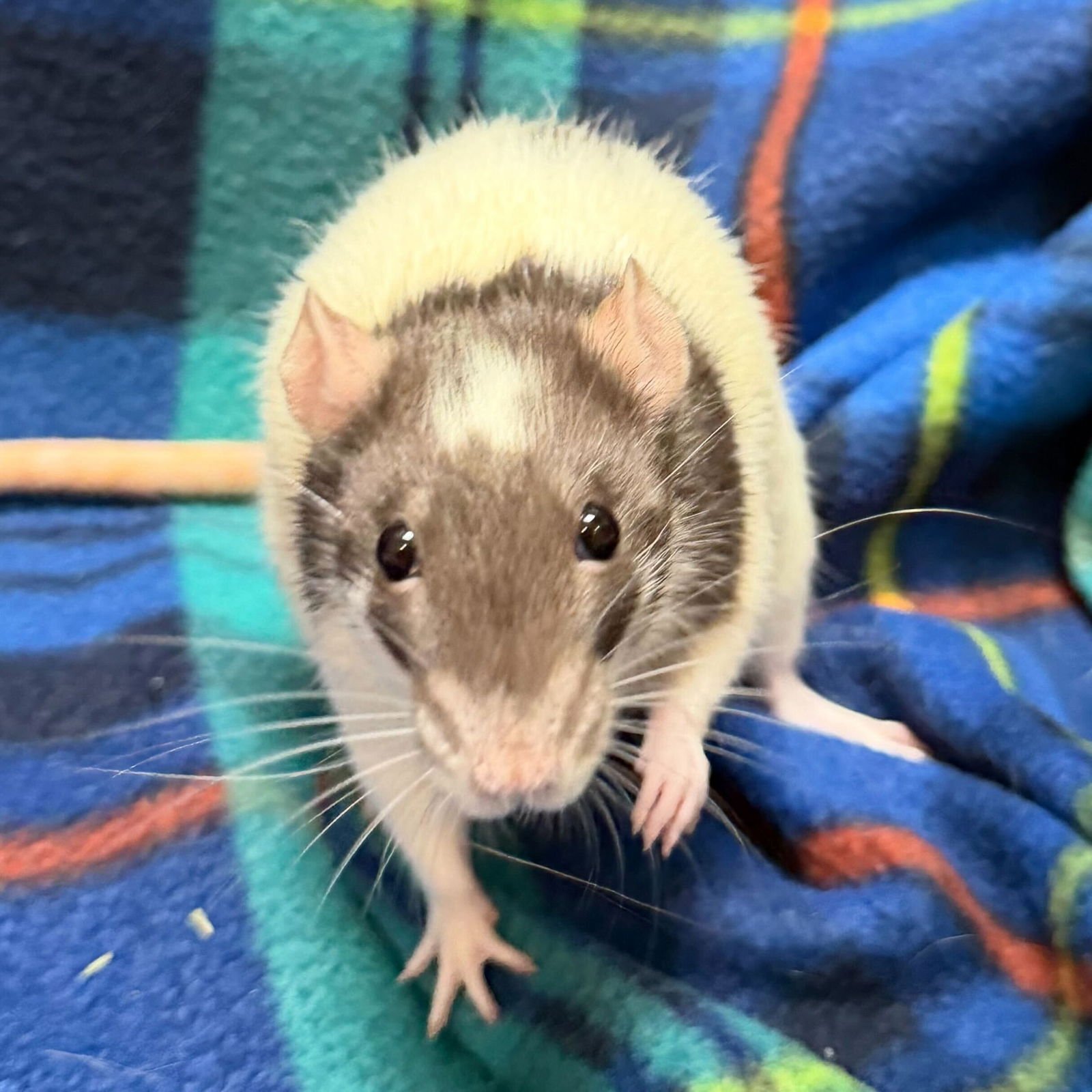 LEANNA - NAME YOUR OWN ADOPTION FEE! - Rat available for adoption