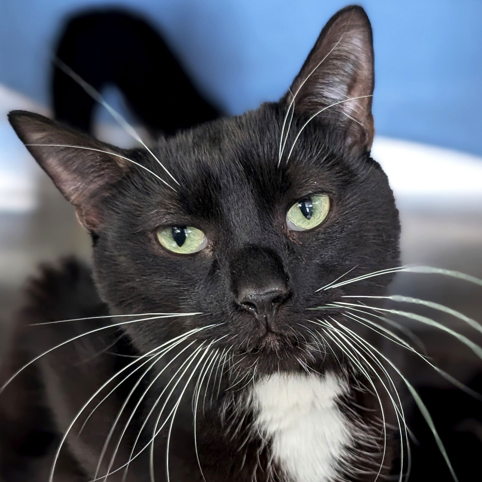 MONTY - Domestic Short Hair available for adoption