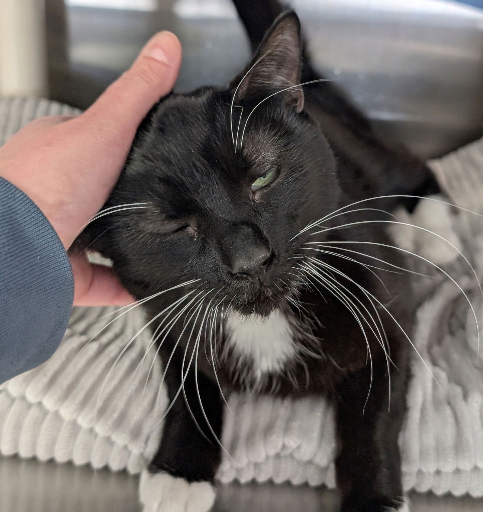 MONTY - Domestic Short Hair available for adoption