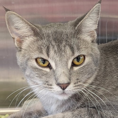 FROOT LOOPS - REDUCED FEE! - Domestic Short Hair available for adoption