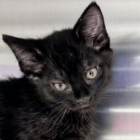 Hershey - Reduced Fee! - Photo 1