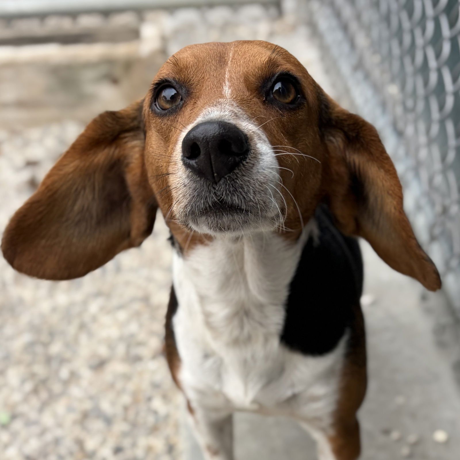 BAGEL - Beagle available for adoption