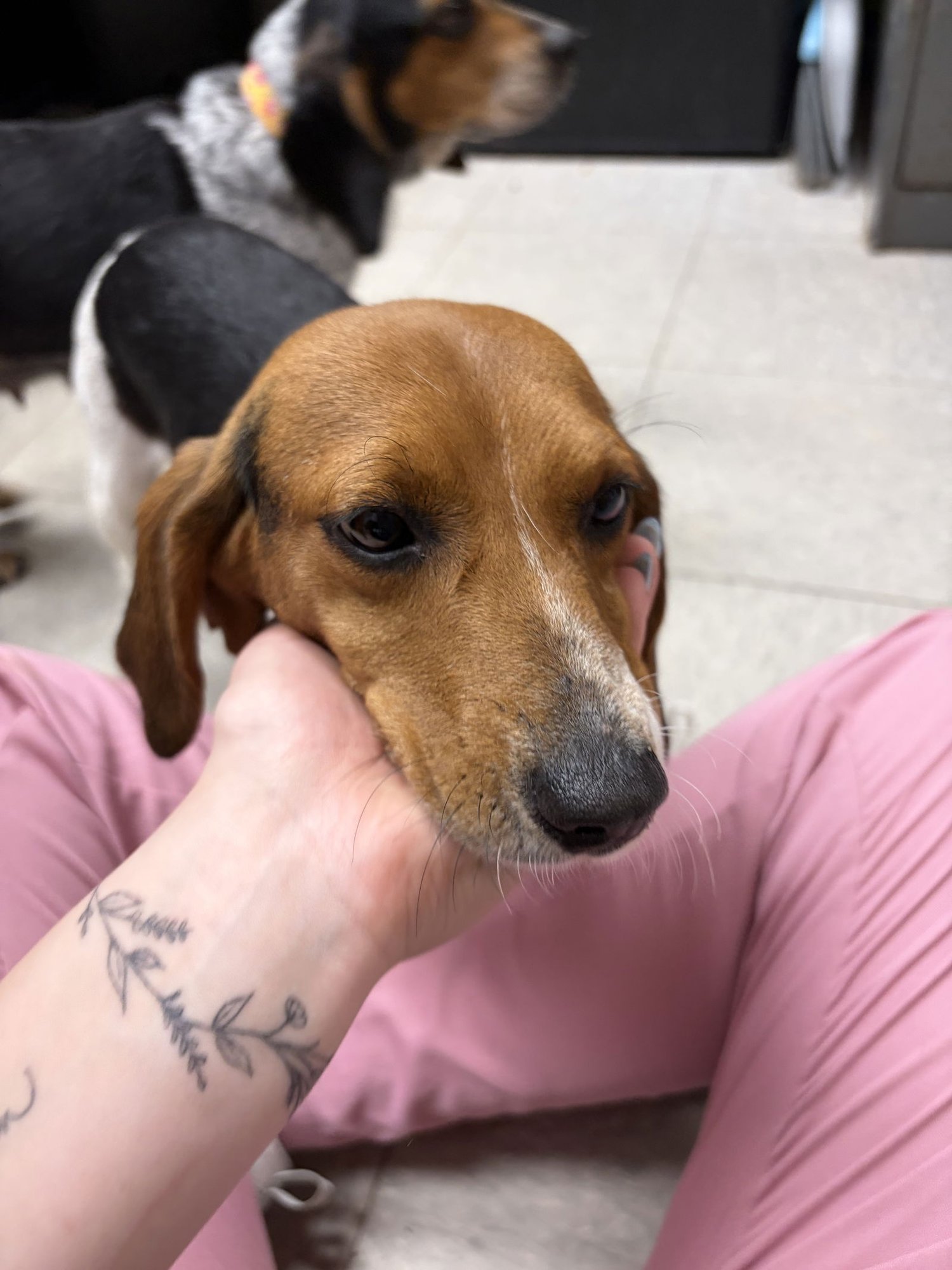 BAGEL - Beagle available for adoption