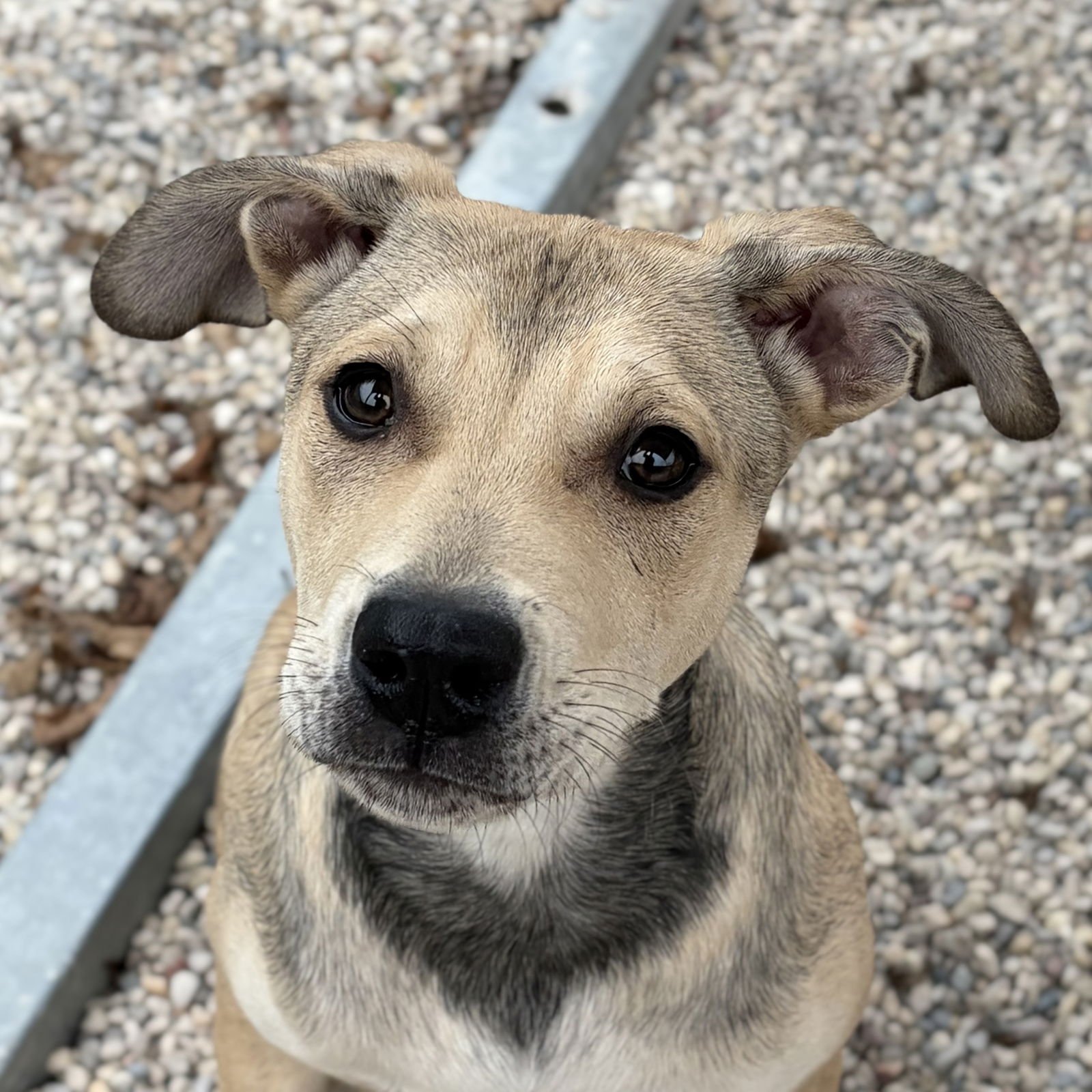 CLAYTON - Terrier available for adoption