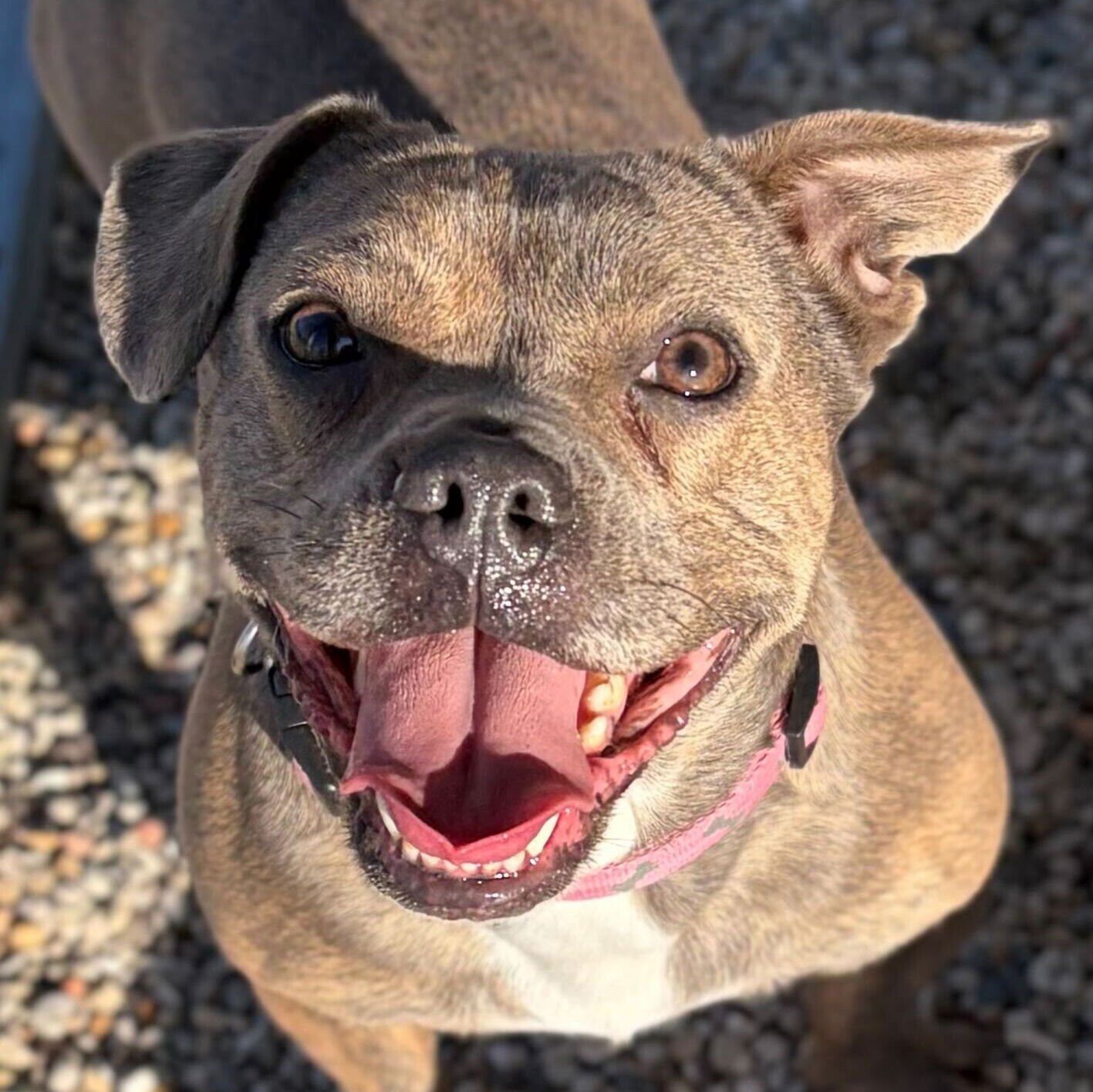 CECE - Terrier available for adoption