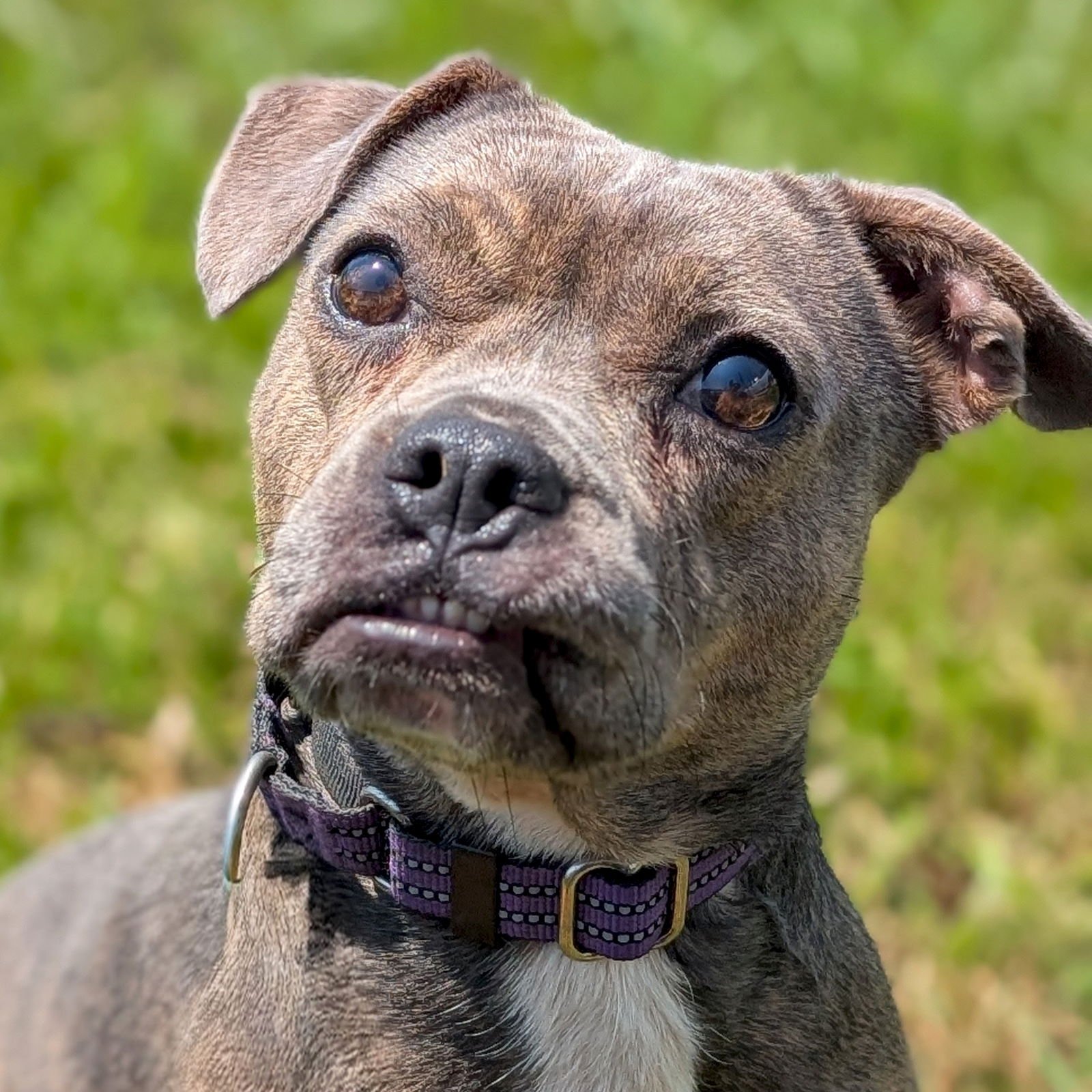 CECE - Terrier available for adoption