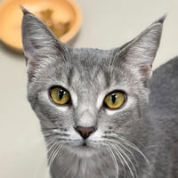 Cocoa Puffs - Reduced Fee! - Photo 1