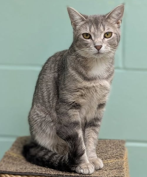 COCOA PUFFS - REDUCED FEE! - Domestic Short Hair available for adoption