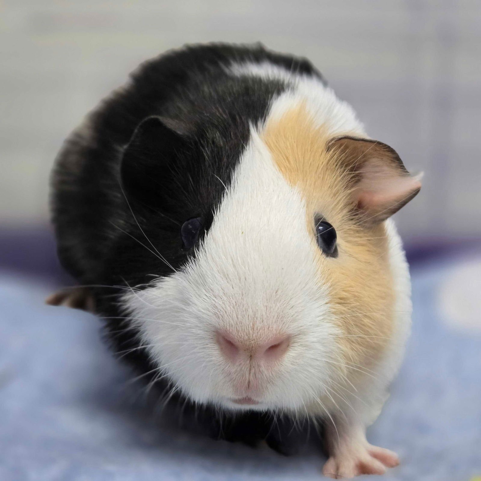 SIR SQUIGGLES - NAME YOUR OWN ADOPTION FEE! - Guinea Pig available for adoption