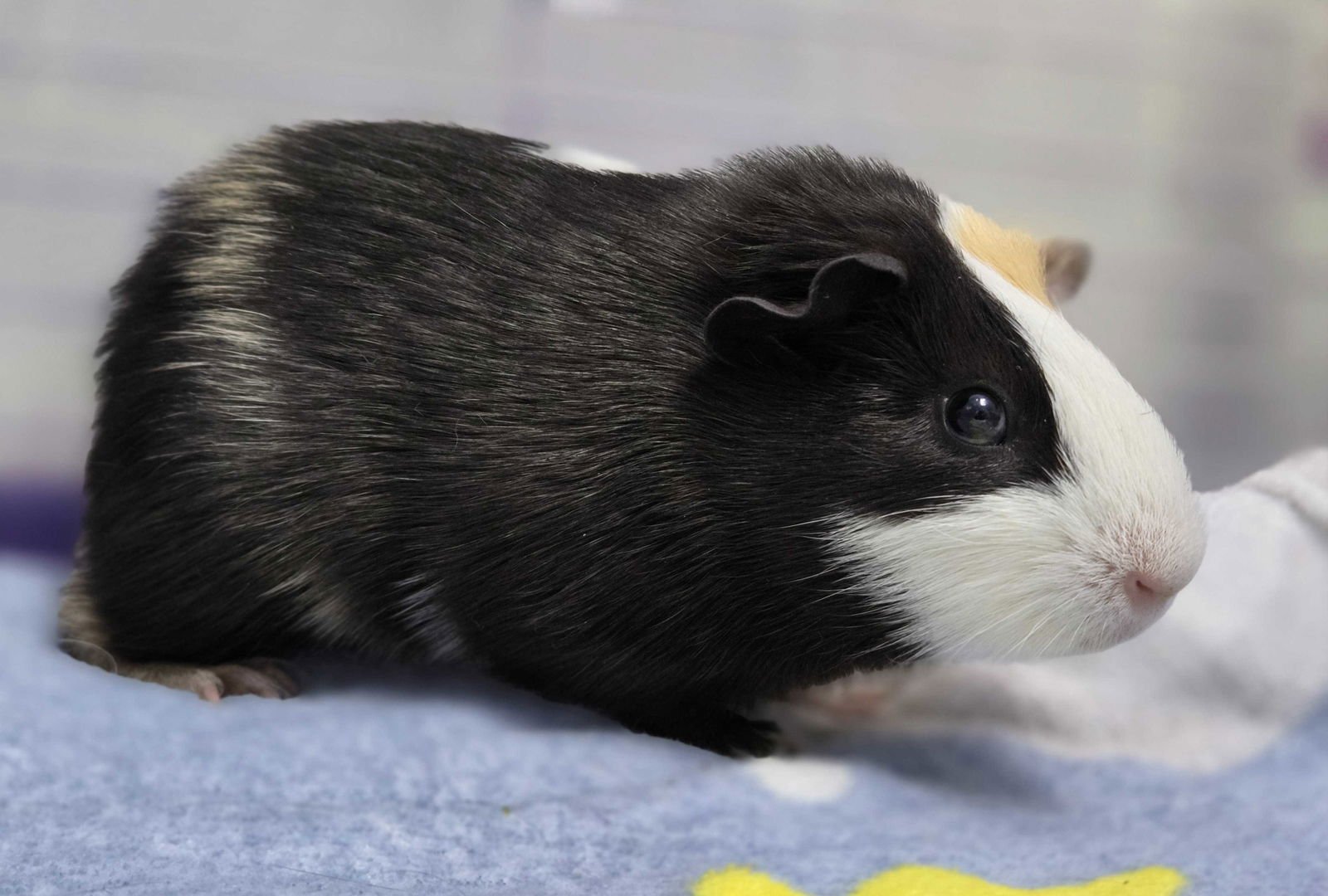 SIR SQUIGGLES - NAME YOUR OWN ADOPTION FEE! - Guinea Pig available for adoption