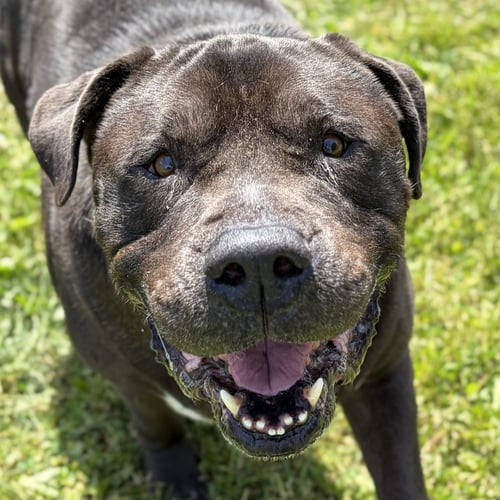 KING - Mastiff available for adoption